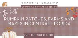 Guide to Pumpkin Patches in Central Florida brown and tan gingham with cream pumpkin, hedgehog and branch with orange and red leaves with words 'the best pumpkin patches, farms and mazes in central florida'