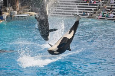 Two orca whales flipping out of the water taken by Joseph stalin via unsplash