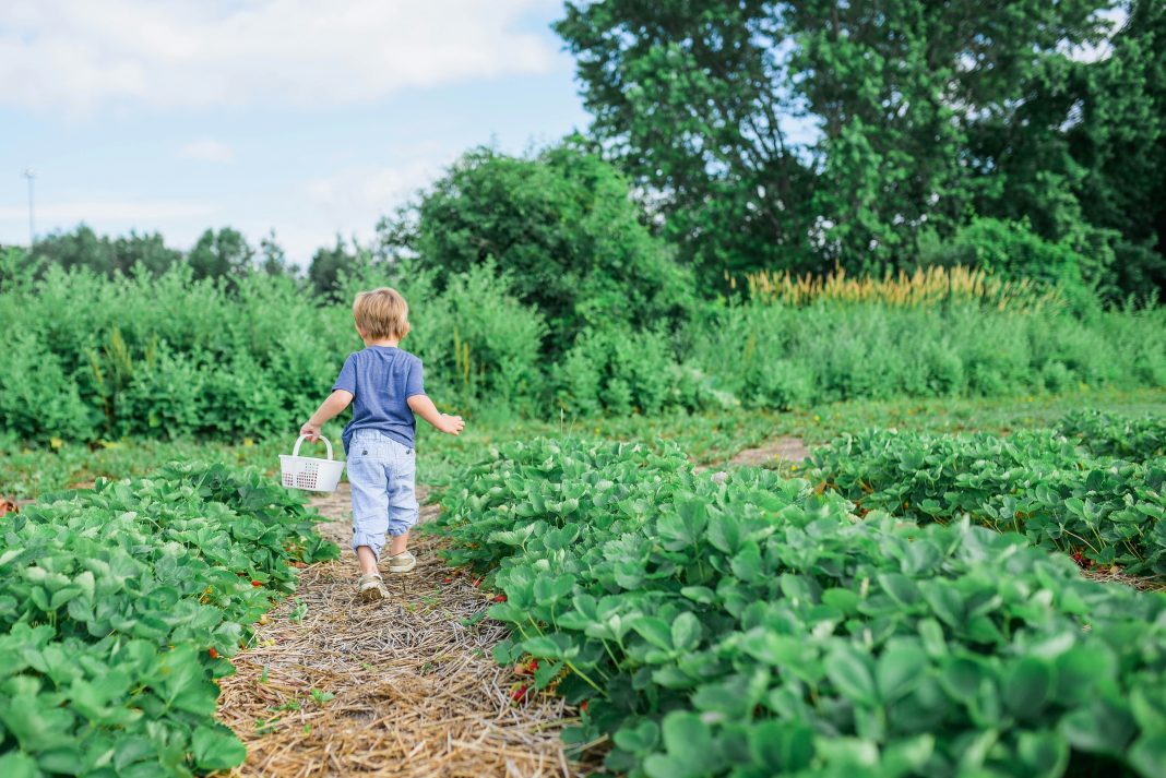 young child in the garden with a basket facing away from the camera, eco-friendly gardening