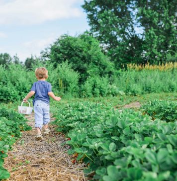 young child in the garden with a basket facing away from the camera, eco-friendly gardening