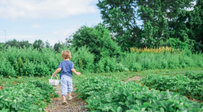 young child in the garden with a basket facing away from the camera, eco-friendly gardening