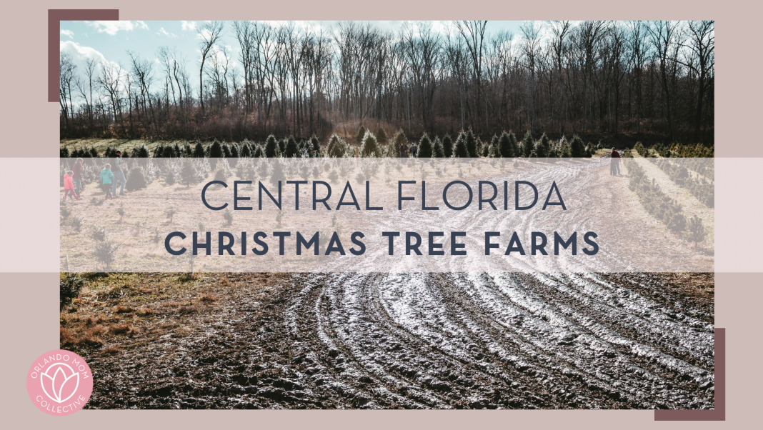 dirt road leading to Christmas Tree forest with words 'Central Florida Christmas tree farms' over top