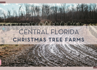 dirt road leading to Christmas Tree forest with words 'Central Florida Christmas tree farms' over top