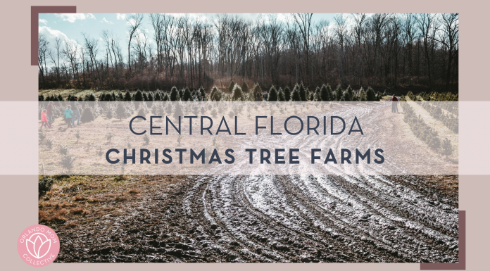 dirt road leading to Christmas Tree forest with words 'Central Florida Christmas tree farms' over top