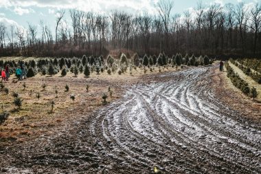 dirt road leading to Christmas tree forest