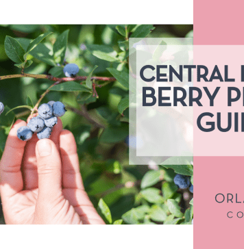 Orlando Mom Guide to Berry Picking