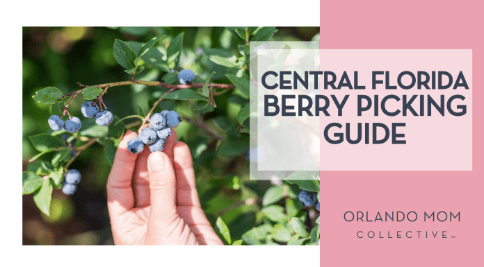 Orlando Mom Guide to Berry Picking