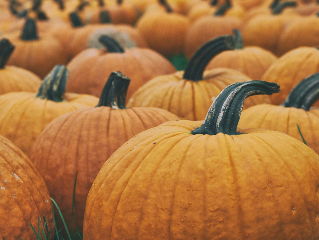 Pumpkin Puree Recipe Aaron Burden via Unsplash image of pumpkins in a field