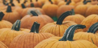 Homemade Pumpkin Purée: Thinking Outside the Can Aaron Burden via Unsplash image of pumpkins in a field