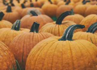 Homemade Pumpkin Purée: Thinking Outside the Can Aaron Burden via Unsplash image of pumpkins in a field