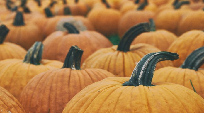 Homemade Pumpkin Purée: Thinking Outside the Can Aaron Burden via Unsplash image of pumpkins in a field