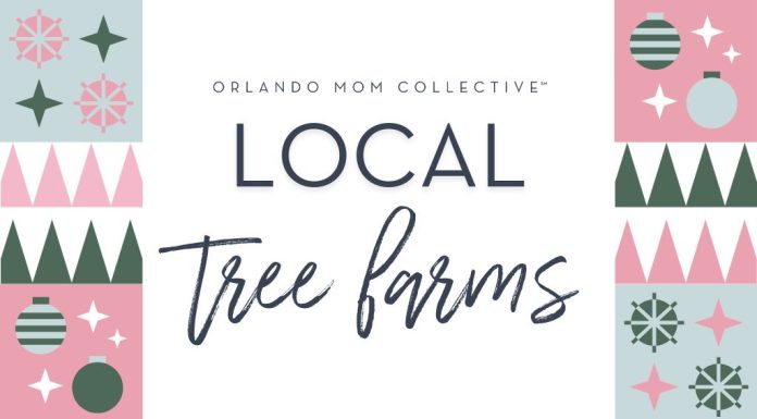Central Florida Christmas Tree Farms