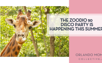 The Zoodio 50 Disco Party is Happening this Summer!